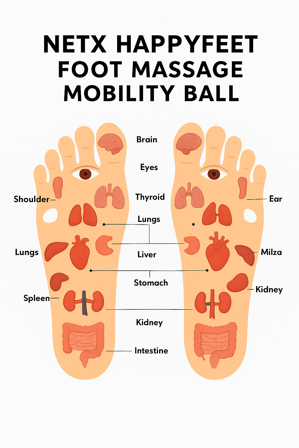 Diagram of a foot massage mobility ball with labeled body parts on a white background