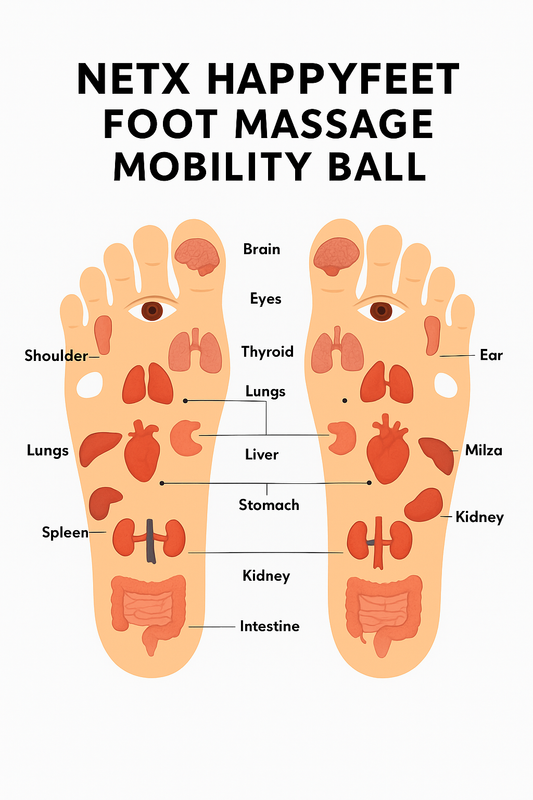Diagram of a foot massage mobility ball with labeled body parts on a white background